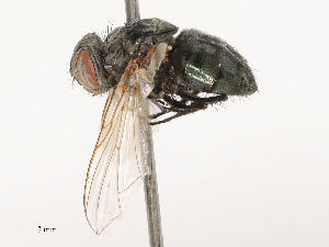  ( - CBG-B00089-D05)  @11 [ ] CreativeCommons - Attribution Share - Alike (2025) CBG Photography Group Centre for Biodiversity Genomics