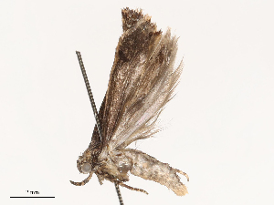  ( - CBG-B00089-G05)  @11 [ ] CreativeCommons - Attribution Share - Alike (2025) CBG Photography Group Centre for Biodiversity Genomics