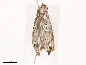  ( - CBG-B00089-G08)  @11 [ ] CreativeCommons - Attribution Share - Alike (2025) CBG Photography Group Centre for Biodiversity Genomics