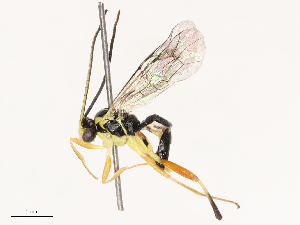  ( - CBG-B00089-G11)  @11 [ ] CreativeCommons - Attribution Share - Alike (2025) CBG Photography Group Centre for Biodiversity Genomics