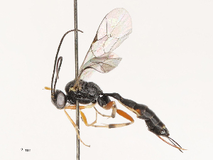  ( - CBG-B00089-H04)  @11 [ ] CreativeCommons - Attribution Share - Alike (2025) CBG Photography Group Centre for Biodiversity Genomics