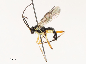  ( - CBG-B00089-H07)  @11 [ ] CreativeCommons - Attribution Share - Alike (2025) CBG Photography Group Centre for Biodiversity Genomics