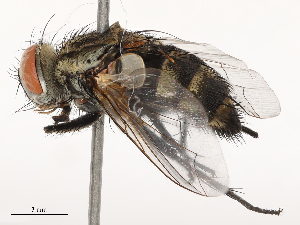  ( - CBG-B00090-B10)  @11 [ ] CreativeCommons - Attribution Share - Alike (2025) CBG Photography Group Centre for Biodiversity Genomics