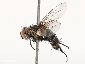  ( - CBG-B00090-B11)  @11 [ ] CreativeCommons - Attribution Share - Alike (2025) CBG Photography Group Centre for Biodiversity Genomics