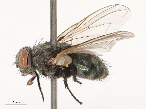  ( - CBG-B00091-D09)  @11 [ ] CreativeCommons - Attribution Share - Alike (2025) CBG Photography Group Centre for Biodiversity Genomics