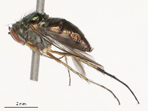  (Dolichopus howjingleei - CBG-B00091-F04)  @11 [ ] CreativeCommons - Attribution Share - Alike (2025) CBG Photography Group Centre for Biodiversity Genomics