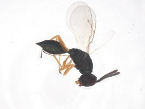  ( - CBG-B00102-F01)  @11 [ ] CreativeCommons - Attribution Share - Alike (2025) Centre for Biodiversity Genomics Centre for Biodiversity Genomics