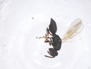  (Halticoptera circulus - CBG-B00103-D01)  @11 [ ] CreativeCommons - Attribution Share - Alike (2025) Centre for Biodiversity Genomics Centre for Biodiversity Genomics