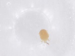  ( - CBG-B00113-C08)  @11 [ ] CreativeCommons - Attribution Share - Alike (2025) Centre for Biodiversity Genomics Centre for Biodiversity Genomics