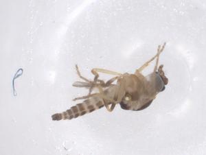  ( - CBG-B00113-F07)  @11 [ ] CreativeCommons - Attribution Share - Alike (2025) Centre for Biodiversity Genomics Centre for Biodiversity Genomics