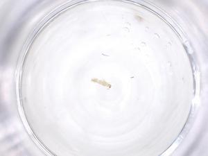  ( - CBG-B00113-H01)  @11 [ ] CreativeCommons - Attribution Share - Alike (2025) Centre for Biodiversity Genomics Centre for Biodiversity Genomics