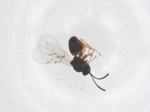  ( - CBG-B00114-F10)  @11 [ ] CreativeCommons - Attribution Share - Alike (2025) Centre for Biodiversity Genomics Centre for Biodiversity Genomics