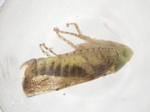  ( - CBG-B00114-H03)  @11 [ ] CreativeCommons - Attribution Share - Alike (2025) Centre for Biodiversity Genomics Centre for Biodiversity Genomics