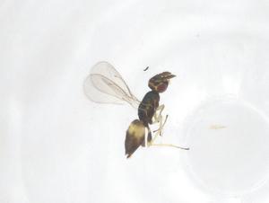  ( - CBG-B00114-H06)  @11 [ ] CreativeCommons - Attribution Share - Alike (2025) Centre for Biodiversity Genomics Centre for Biodiversity Genomics