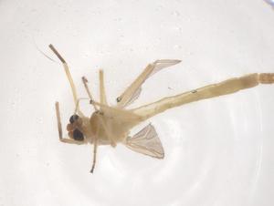  (Cryptochironomus tamaichimori - CBG-B00115-H02)  @11 [ ] CreativeCommons - Attribution Share - Alike (2025) Centre for Biodiversity Genomics Centre for Biodiversity Genomics