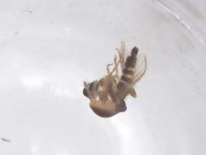  ( - CBG-B00116-A02)  @11 [ ] CreativeCommons - Attribution Share - Alike (2025) Centre for Biodiversity Genomics Centre for Biodiversity Genomics