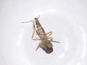  ( - CBG-B00116-H10)  @11 [ ] CreativeCommons - Attribution Share - Alike (2025) Centre for Biodiversity Genomics Centre for Biodiversity Genomics