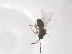  ( - CBG-B00118-B04)  @11 [ ] CreativeCommons - Attribution Share - Alike (2025) Centre for Biodiversity Genomics Centre for Biodiversity Genomics