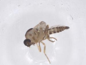  ( - CBG-B00119-E04)  @11 [ ] CreativeCommons - Attribution Share - Alike (2025) Centre for Biodiversity Genomics Centre for Biodiversity Genomics