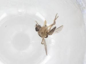  ( - CBG-B00120-B05)  @11 [ ] CreativeCommons - Attribution Share - Alike (2025) Centre for Biodiversity Genomics Centre for Biodiversity Genomics