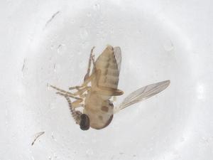  ( - CBG-B00120-F08)  @11 [ ] CreativeCommons - Attribution Share - Alike (2025) Centre for Biodiversity Genomics Centre for Biodiversity Genomics