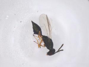  ( - CBG-B00765-D02)  @11 [ ] CreativeCommons - Attribution Share - Alike (2025) Centre for Biodiversity Genomics Centre for Biodiversity Genomics