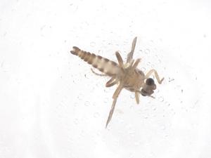  ( - CBG-B00822-E01)  @11 [ ] CreativeCommons - Attribution Share - Alike (2025) Centre for Biodiversity Genomics Centre for Biodiversity Genomics