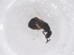  ( - CBG-B00823-B10)  @11 [ ] CreativeCommons - Attribution Share - Alike (2025) Centre for Biodiversity Genomics Centre for Biodiversity Genomics