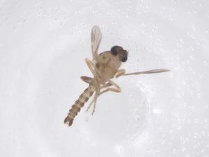  ( - CBG-B00825-C03)  @11 [ ] CreativeCommons - Attribution Share - Alike (2025) Centre for Biodiversity Genomics Centre for Biodiversity Genomics