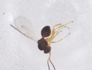  (Alloxysta chinensis - CBG-B00825-C09)  @11 [ ] CreativeCommons - Attribution Share - Alike (2025) Centre for Biodiversity Genomics Centre for Biodiversity Genomics