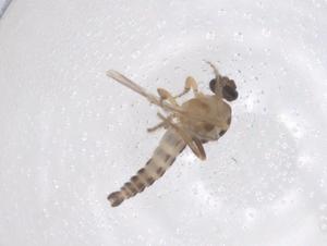  ( - CBG-B00825-E02)  @11 [ ] CreativeCommons - Attribution Share - Alike (2025) Centre for Biodiversity Genomics Centre for Biodiversity Genomics