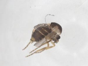  ( - CBG-B00826-B04)  @11 [ ] CreativeCommons - Attribution Share - Alike (2025) Centre for Biodiversity Genomics Centre for Biodiversity Genomics