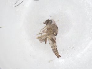  ( - CBG-B00826-C10)  @11 [ ] CreativeCommons - Attribution Share - Alike (2025) Centre for Biodiversity Genomics Centre for Biodiversity Genomics