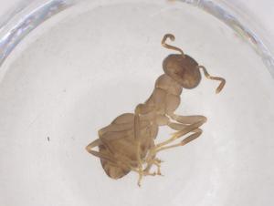  ( - CBG-B01295-B03)  @11 [ ] CreativeCommons - Attribution Share - Alike (2025) Centre for Biodiversity Genomics Centre for Biodiversity Genomics