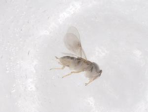  ( - CBG-B01295-D10)  @11 [ ] CreativeCommons - Attribution Share - Alike (2025) Centre for Biodiversity Genomics Centre for Biodiversity Genomics