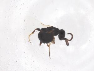  ( - CBG-B01295-H08)  @11 [ ] CreativeCommons - Attribution Share - Alike (2025) Centre for Biodiversity Genomics Centre for Biodiversity Genomics