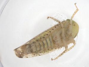  ( - CBG-B01300-D01)  @11 [ ] CreativeCommons - Attribution Share - Alike (2025) Centre for Biodiversity Genomics Centre for Biodiversity Genomics