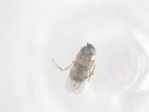  (Acerophagus - CBG-B01300-H03)  @11 [ ] CreativeCommons - Attribution Share - Alike (2025) Centre for Biodiversity Genomics Centre for Biodiversity Genomics