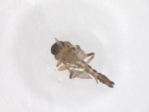  ( - CBG-B01301-F06)  @11 [ ] CreativeCommons - Attribution Share - Alike (2025) Centre for Biodiversity Genomics Centre for Biodiversity Genomics