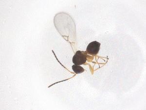  ( - CBG-B01301-H04)  @11 [ ] CreativeCommons - Attribution Share - Alike (2025) Centre for Biodiversity Genomics Centre for Biodiversity Genomics