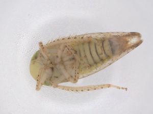  ( - CBG-B01302-G10)  @11 [ ] CreativeCommons - Attribution Share - Alike (2025) Centre for Biodiversity Genomics Centre for Biodiversity Genomics