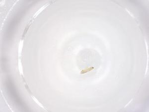  ( - CBG-B01325-G03)  @11 [ ] CreativeCommons - Attribution Share - Alike (2025) Centre for Biodiversity Genomics Centre for Biodiversity Genomics