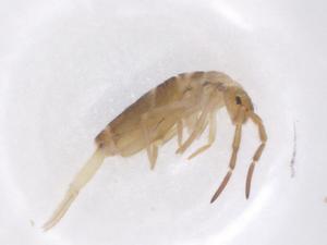  (Homidia tiantaiensis - CBG-B01326-A02)  @11 [ ] CreativeCommons - Attribution Share - Alike (2025) Centre for Biodiversity Genomics Centre for Biodiversity Genomics