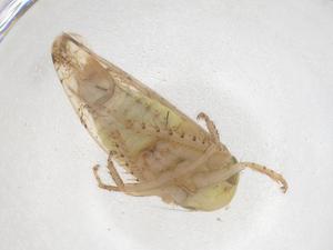  ( - CBG-B01335-C05)  @11 [ ] CreativeCommons - Attribution Share - Alike (2025) Centre for Biodiversity Genomics Centre for Biodiversity Genomics