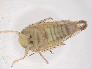  ( - CBG-B01336-E10)  @11 [ ] CreativeCommons - Attribution Share - Alike (2025) Centre for Biodiversity Genomics Centre for Biodiversity Genomics