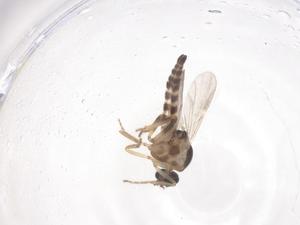  ( - CBG-B01336-G01)  @11 [ ] CreativeCommons - Attribution Share - Alike (2025) Centre for Biodiversity Genomics Centre for Biodiversity Genomics