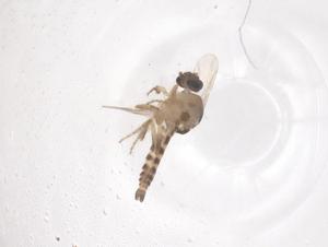  ( - CBG-B01336-H10)  @11 [ ] CreativeCommons - Attribution Share - Alike (2025) Centre for Biodiversity Genomics Centre for Biodiversity Genomics