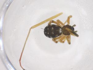  (Stemmops nipponicus - CBG-B01338-C10)  @11 [ ] CreativeCommons - Attribution Share - Alike (2025) Centre for Biodiversity Genomics Centre for Biodiversity Genomics
