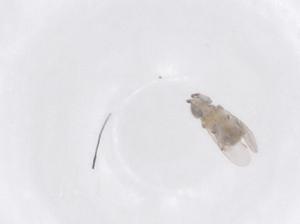  ( - CBG-B01339-A02)  @11 [ ] CreativeCommons - Attribution Share - Alike (2025) Centre for Biodiversity Genomics Centre for Biodiversity Genomics