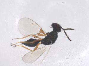  ( - CBG-B01339-B12)  @11 [ ] CreativeCommons - Attribution Share - Alike (2025) Centre for Biodiversity Genomics Centre for Biodiversity Genomics